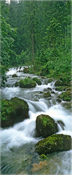 brook