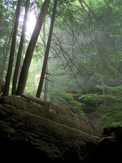 trees